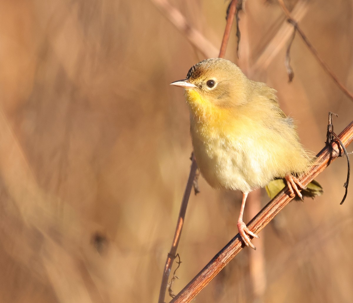 Common Yellowthroat - ML646743751