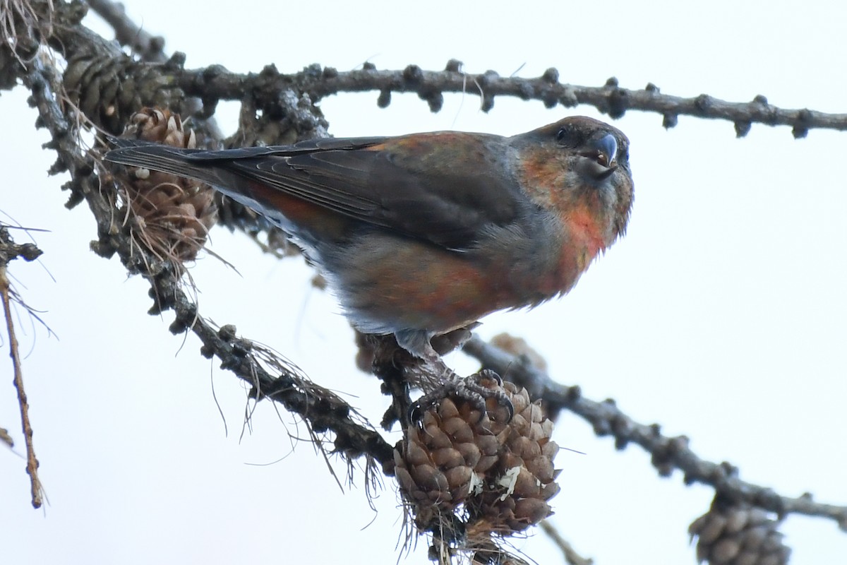 Red Crossbill - ML646743752