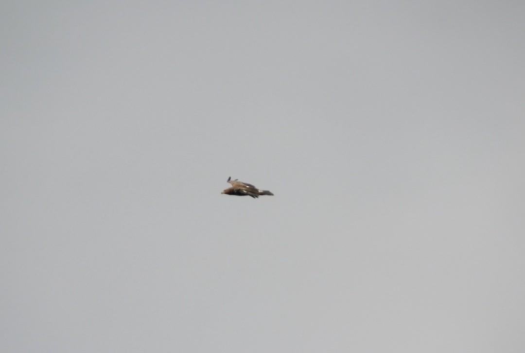 Lesser Spotted Eagle - ML646743753