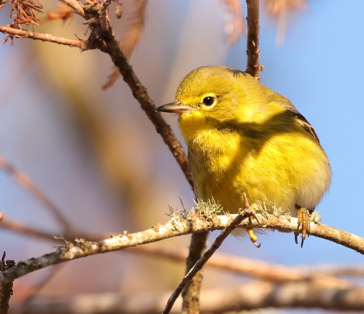 Pine Warbler - ML646743757