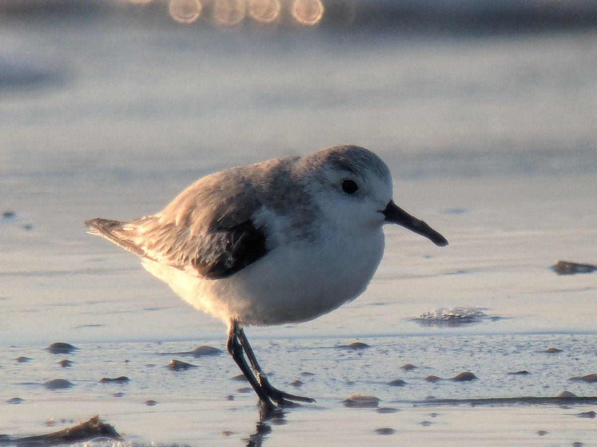 Alpenstrandläufer - ML646743761