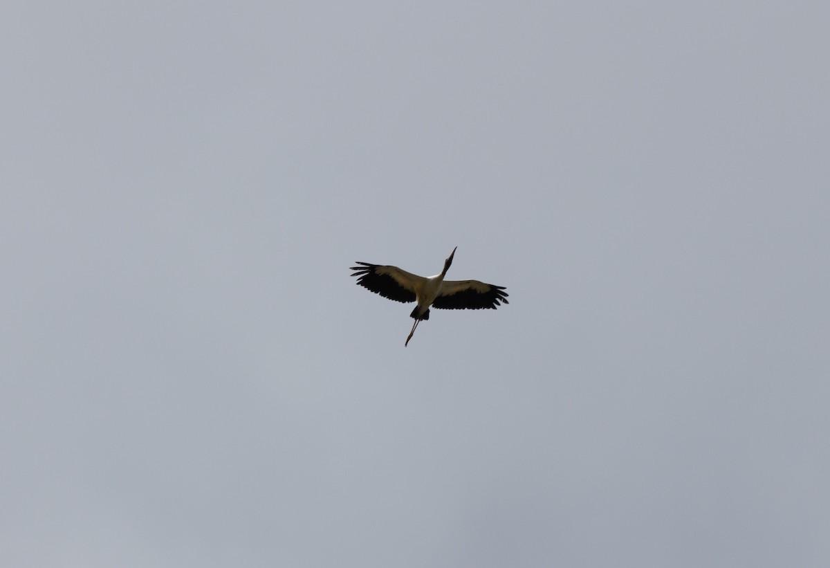 Wood Stork - ML646743763