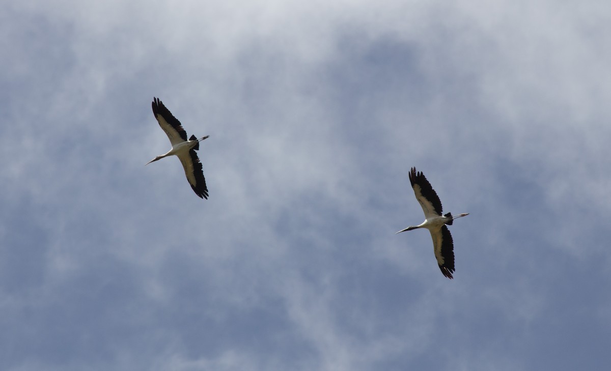 Wood Stork - ML646743764