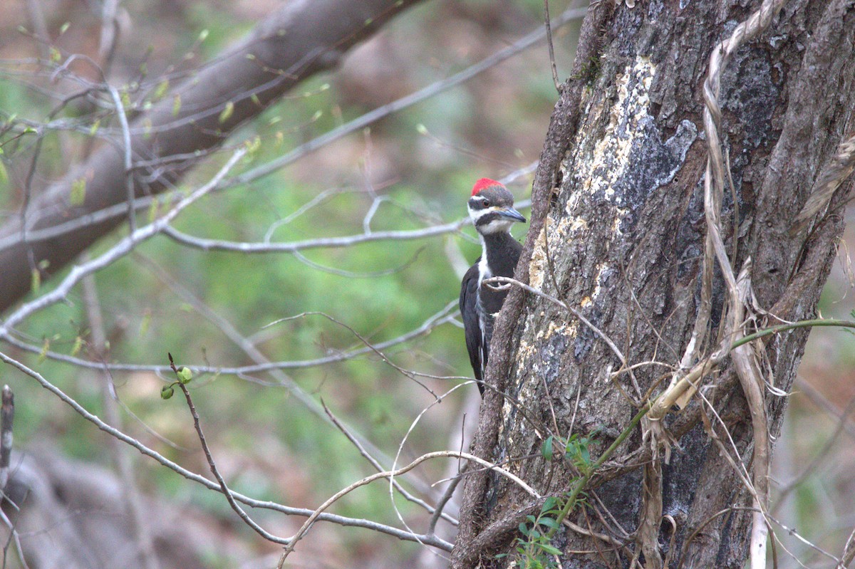 Picamaderos Norteamericano - ML646743765