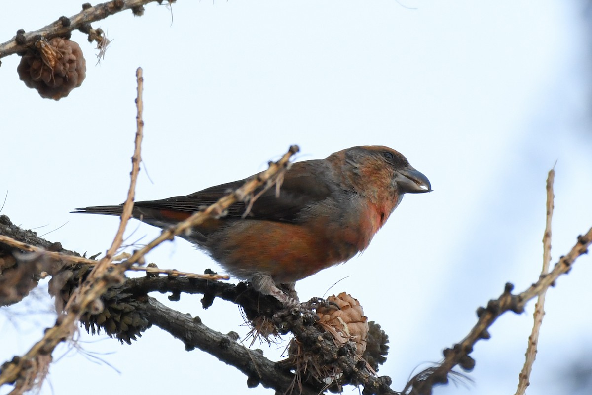 Red Crossbill - ML646743766