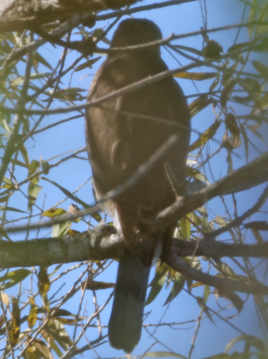 Cooper's Hawk - ML646743767