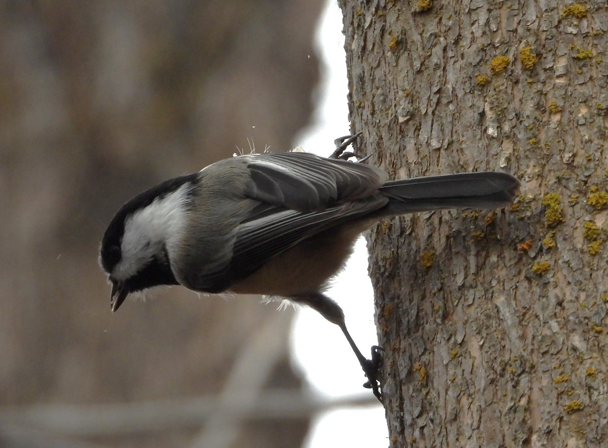 Black-capped Chickadee - ML646743769