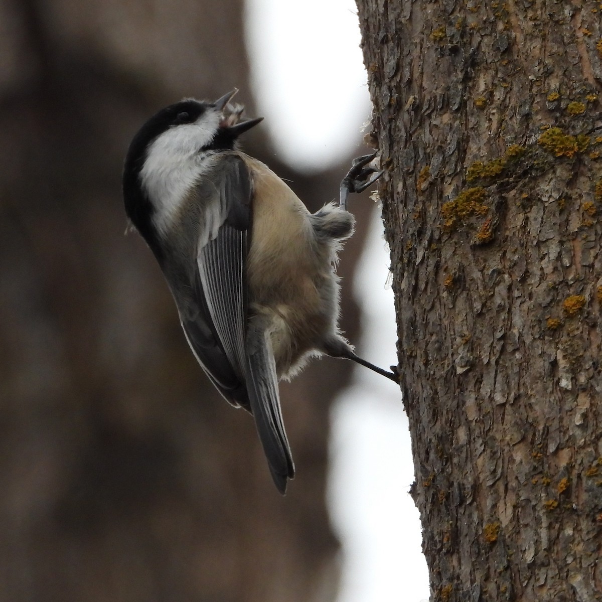 Black-capped Chickadee - ML646743771