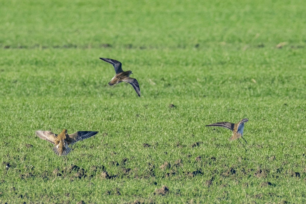 Сивка звичайна - ML646743777