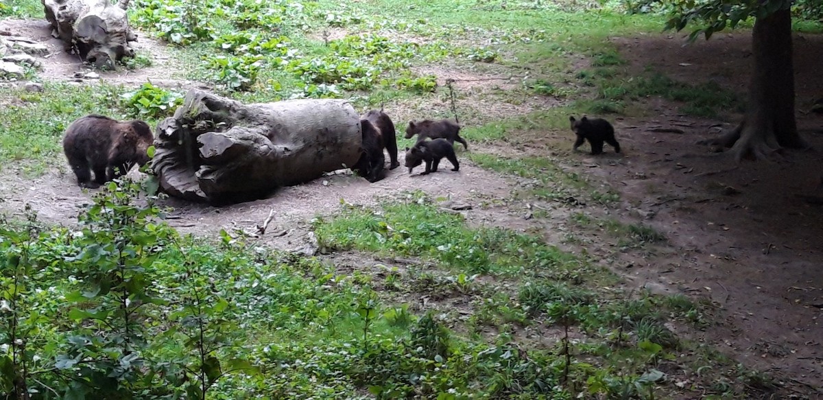 Brown Bear - ML646743778