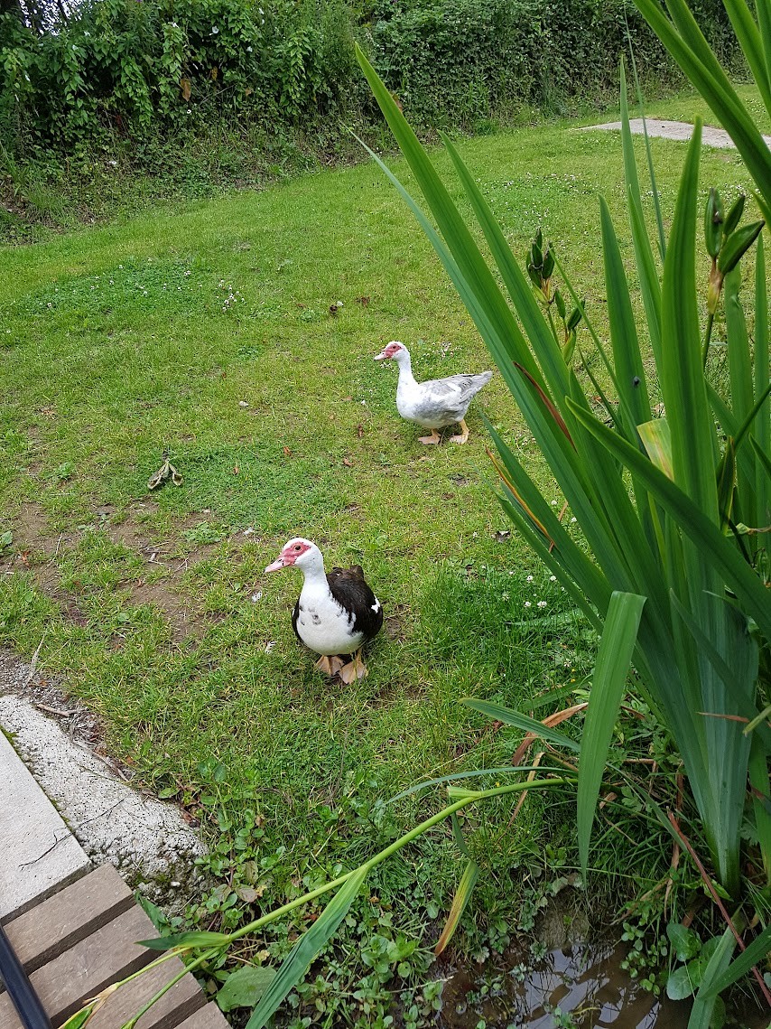 Muscovy Duck (Domestic type) - ML646743780