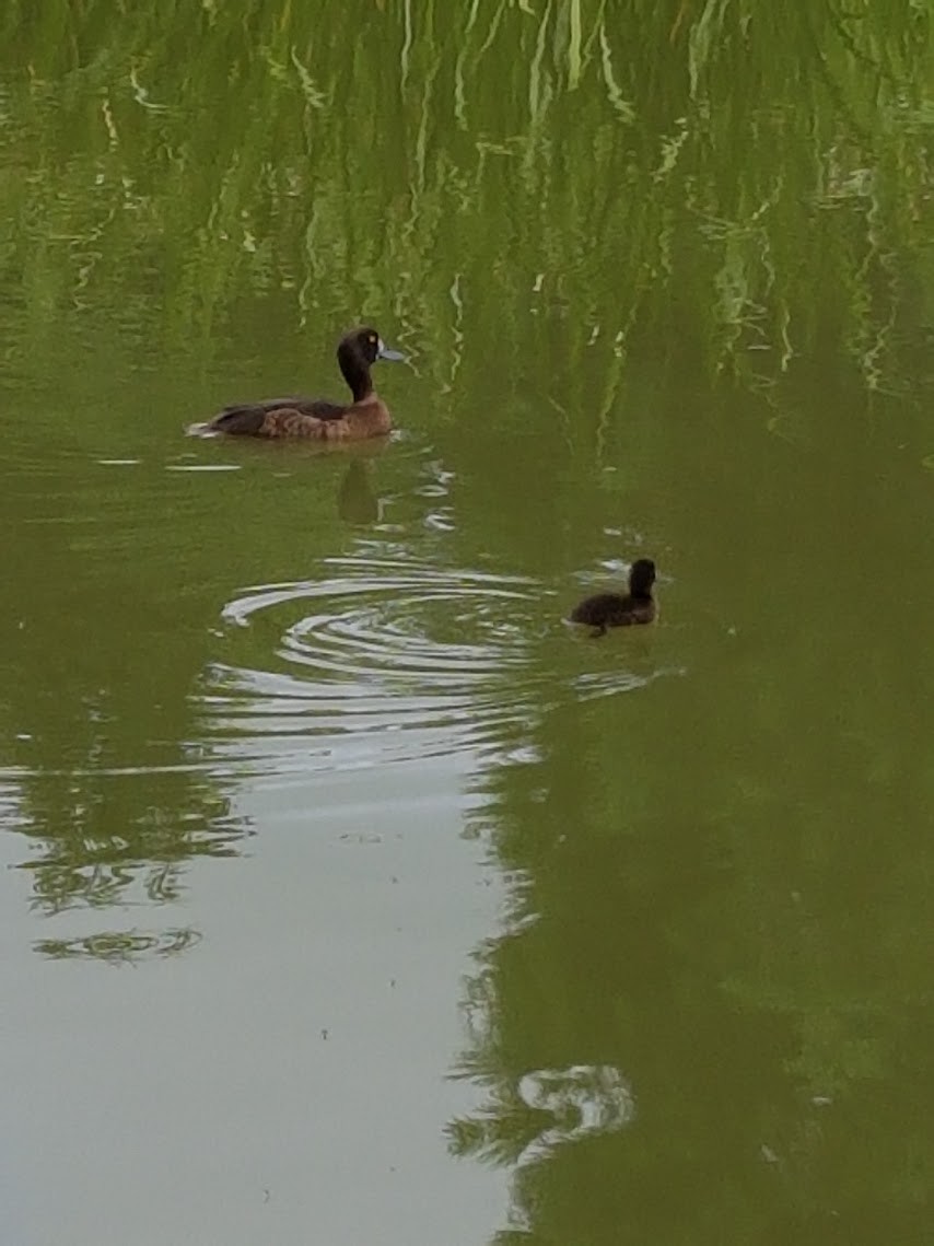 Tufted Duck - ML646743781