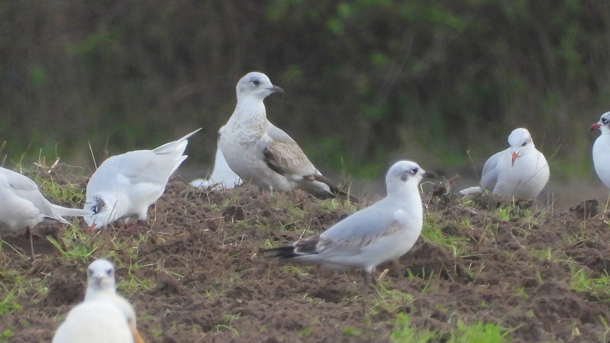 Common Gull - ML646743787