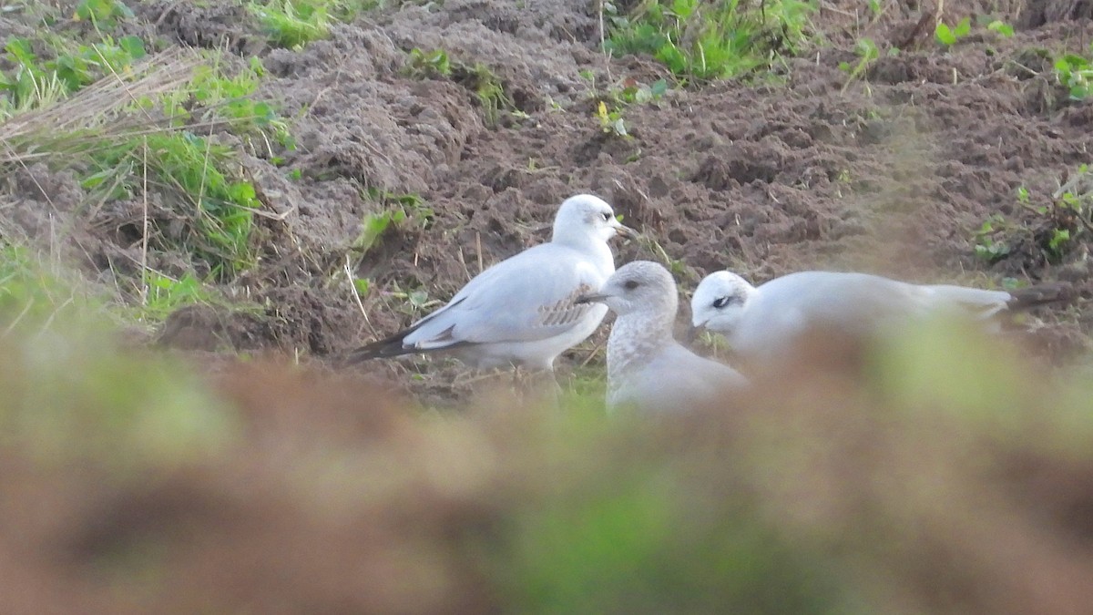 Common Gull - ML646743788
