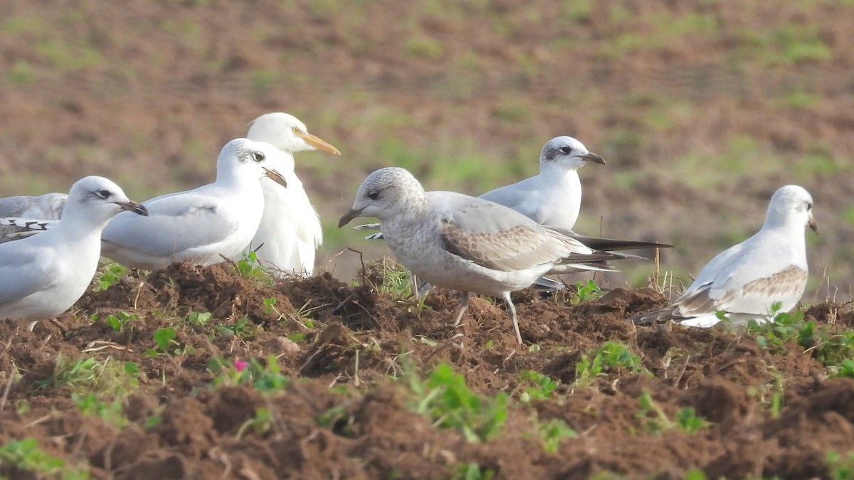 Common Gull - ML646743789