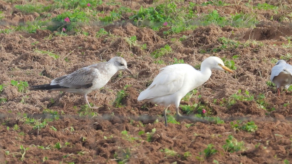 Common Gull - ML646743790