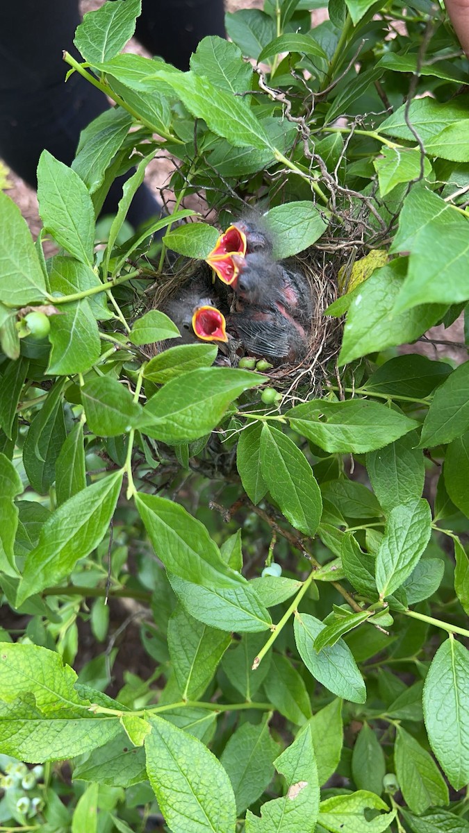 American Robin - ML646743792