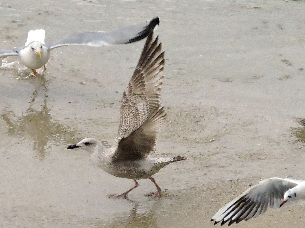 ヨーロッパセグロカモメ - ML646743793