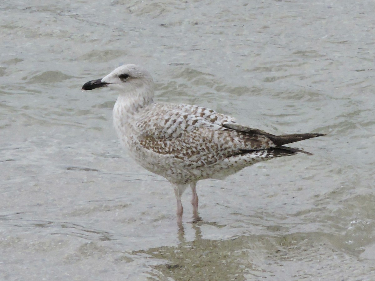 ヨーロッパセグロカモメ - ML646743794