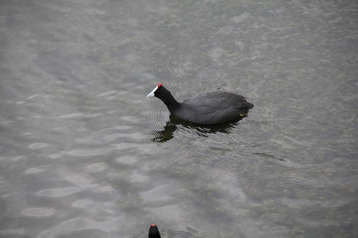 Red-knobbed Coot - ML646743795