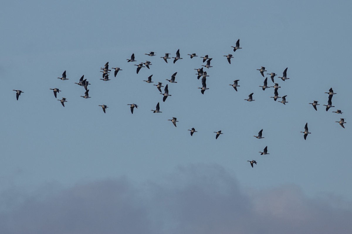 Barnacle Goose - ML646743796