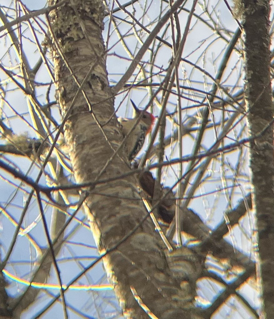 シマセゲラ - ML646743802