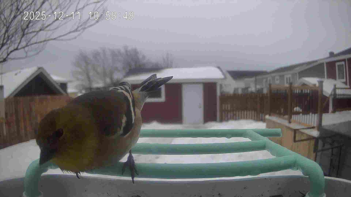 American Goldfinch - ML646743805