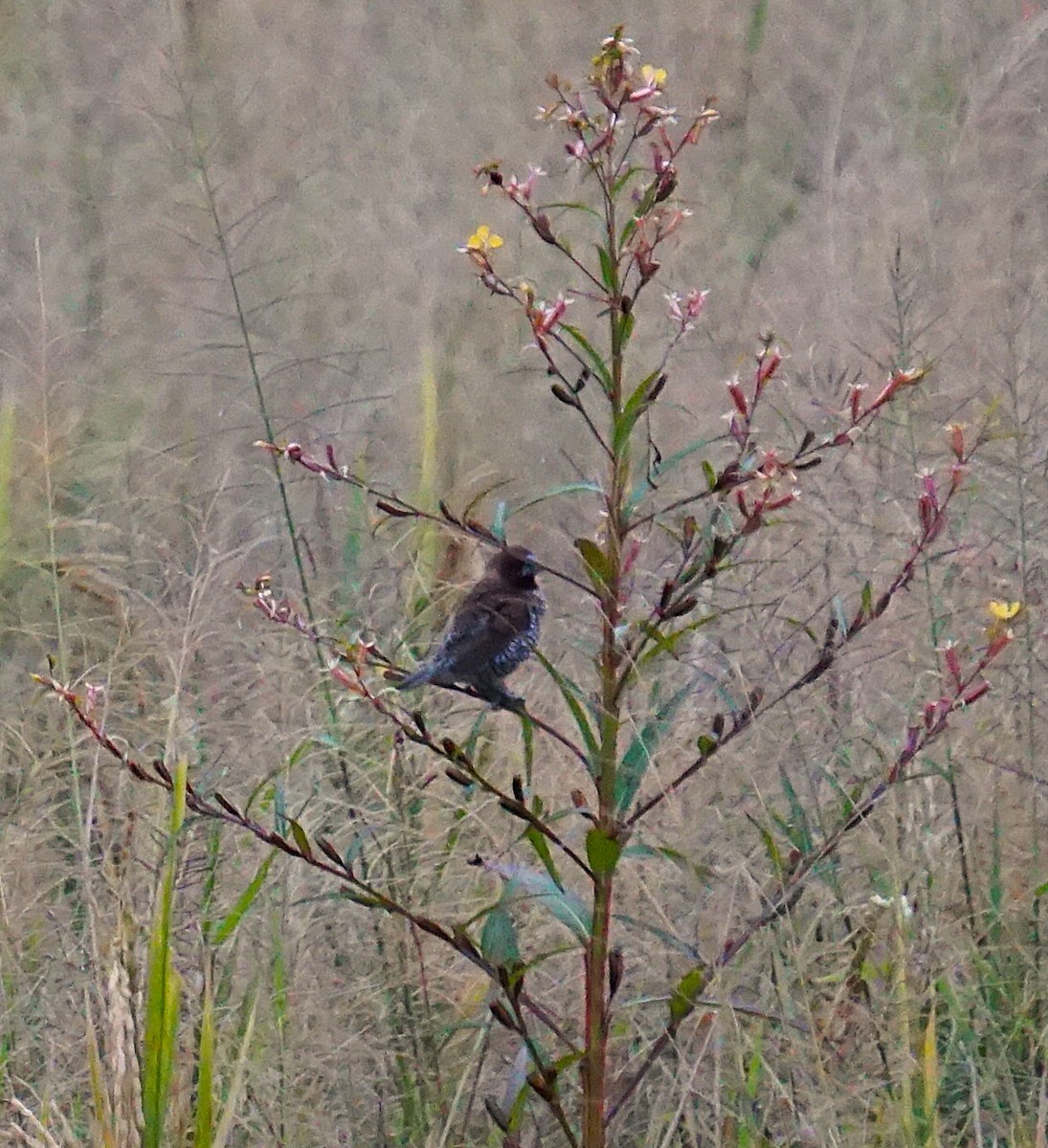 Capucin damier - ML646743807