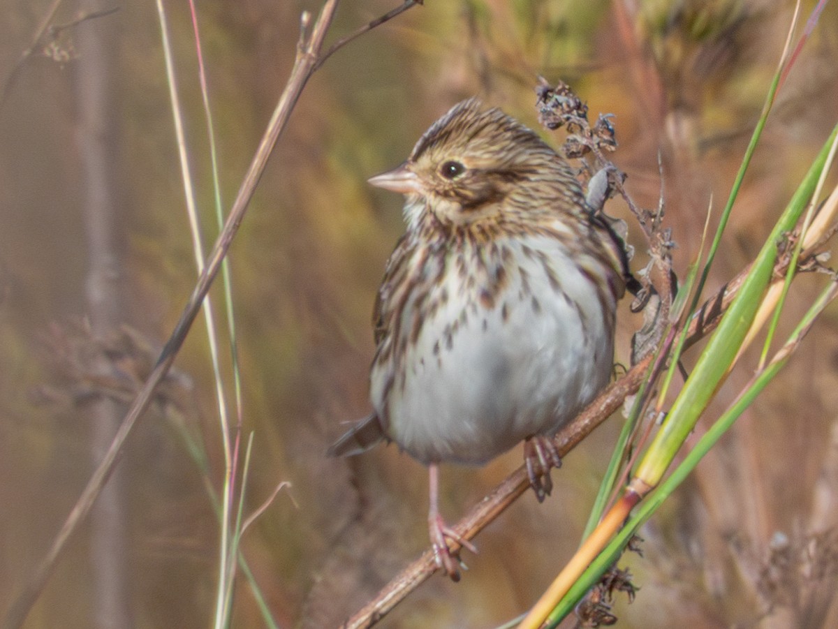 גיבתונית ערבות - ML646743811