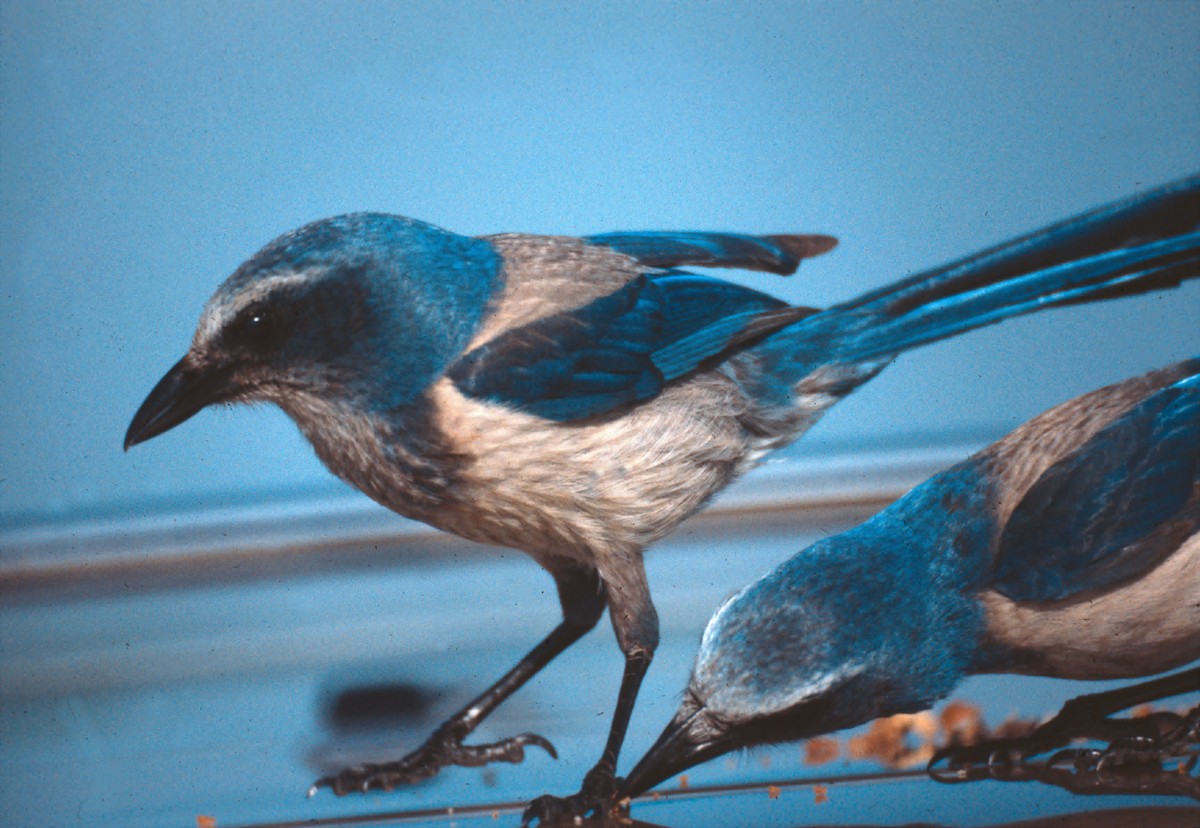 Chara Floridana - ML646743812