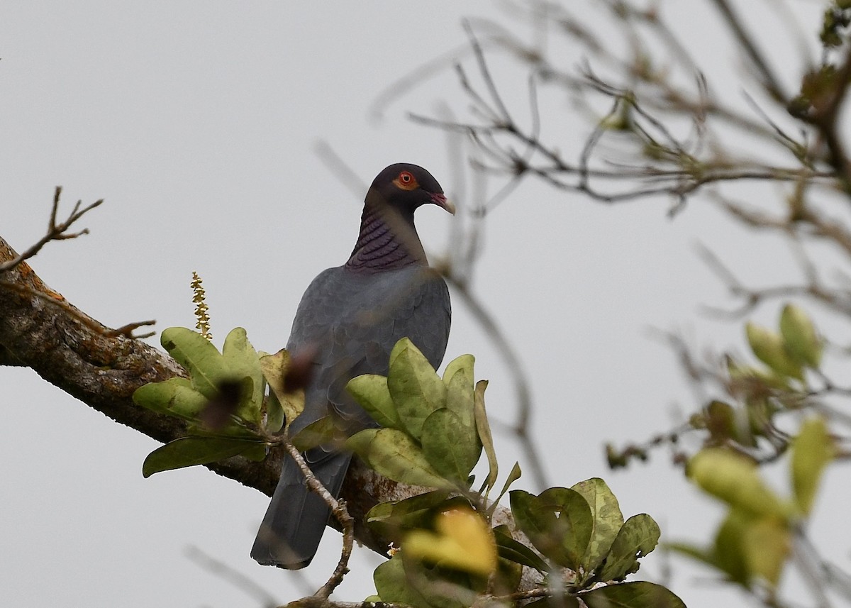 Scaly-naped Pigeon - ML646743813