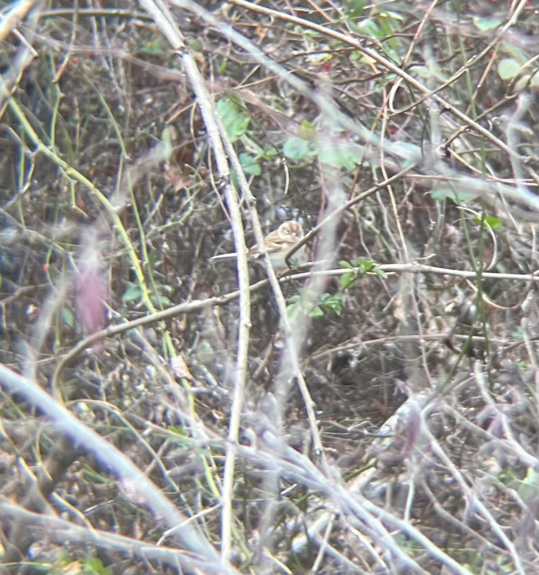 ヒメドリ - ML646743814