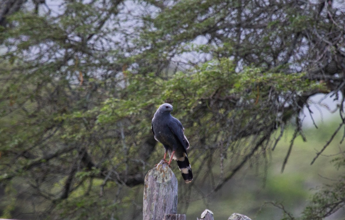 Crane Hawk - ML646743815