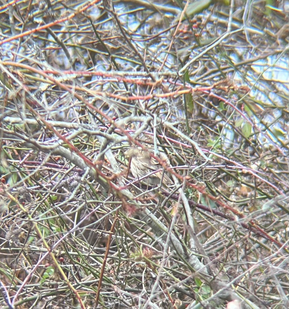 サバンナシトド - ML646743817