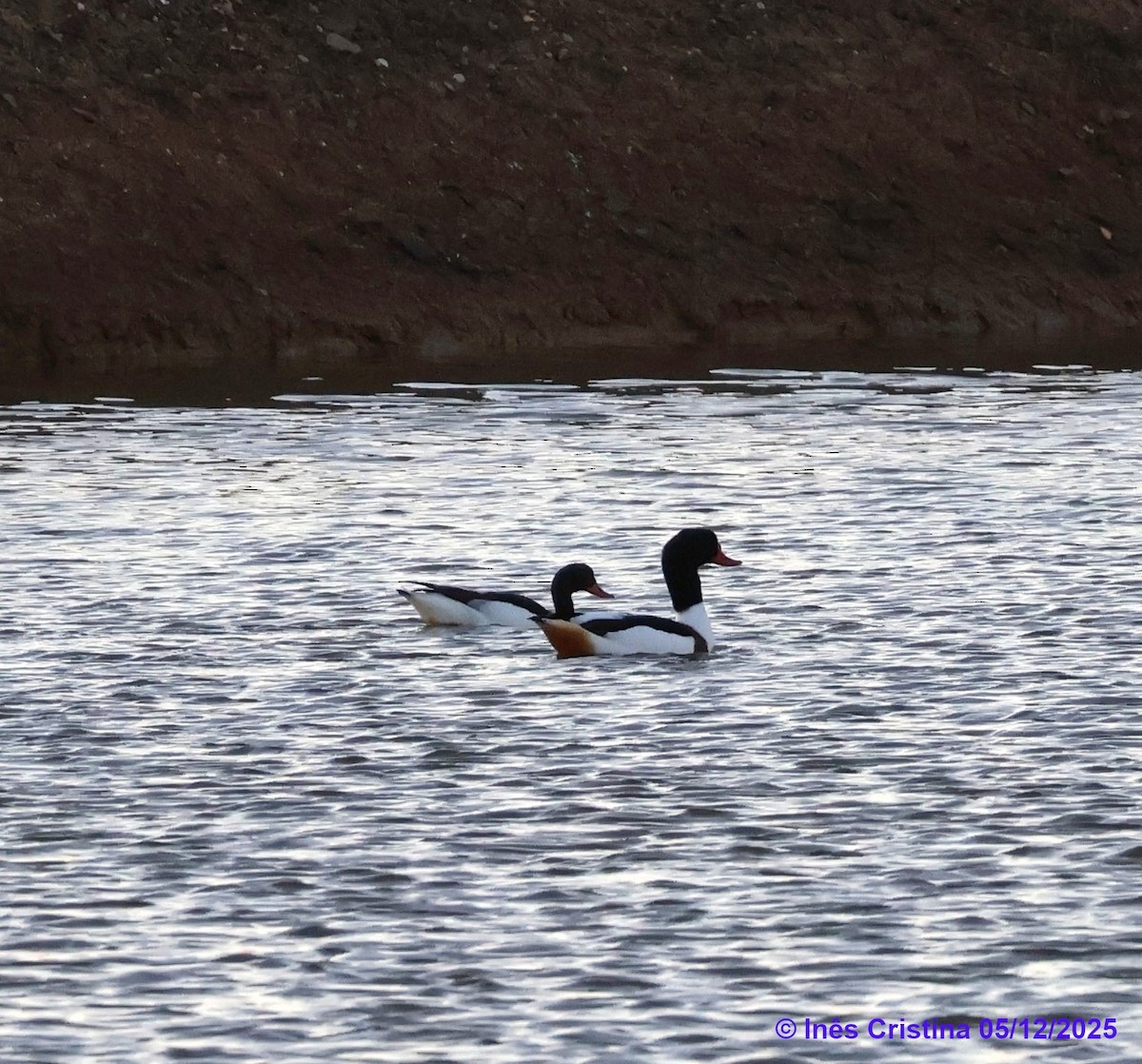 Common Shelduck - ML646743820