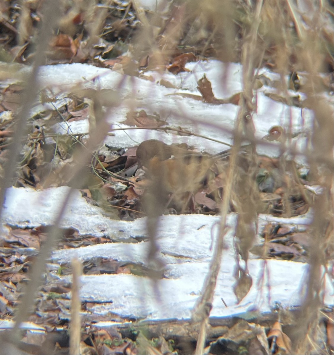 ワキアカトウヒチョウ - ML646743821