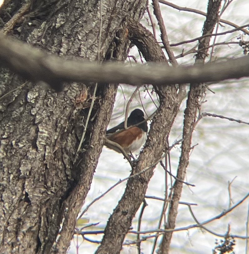 ワキアカトウヒチョウ - ML646743822