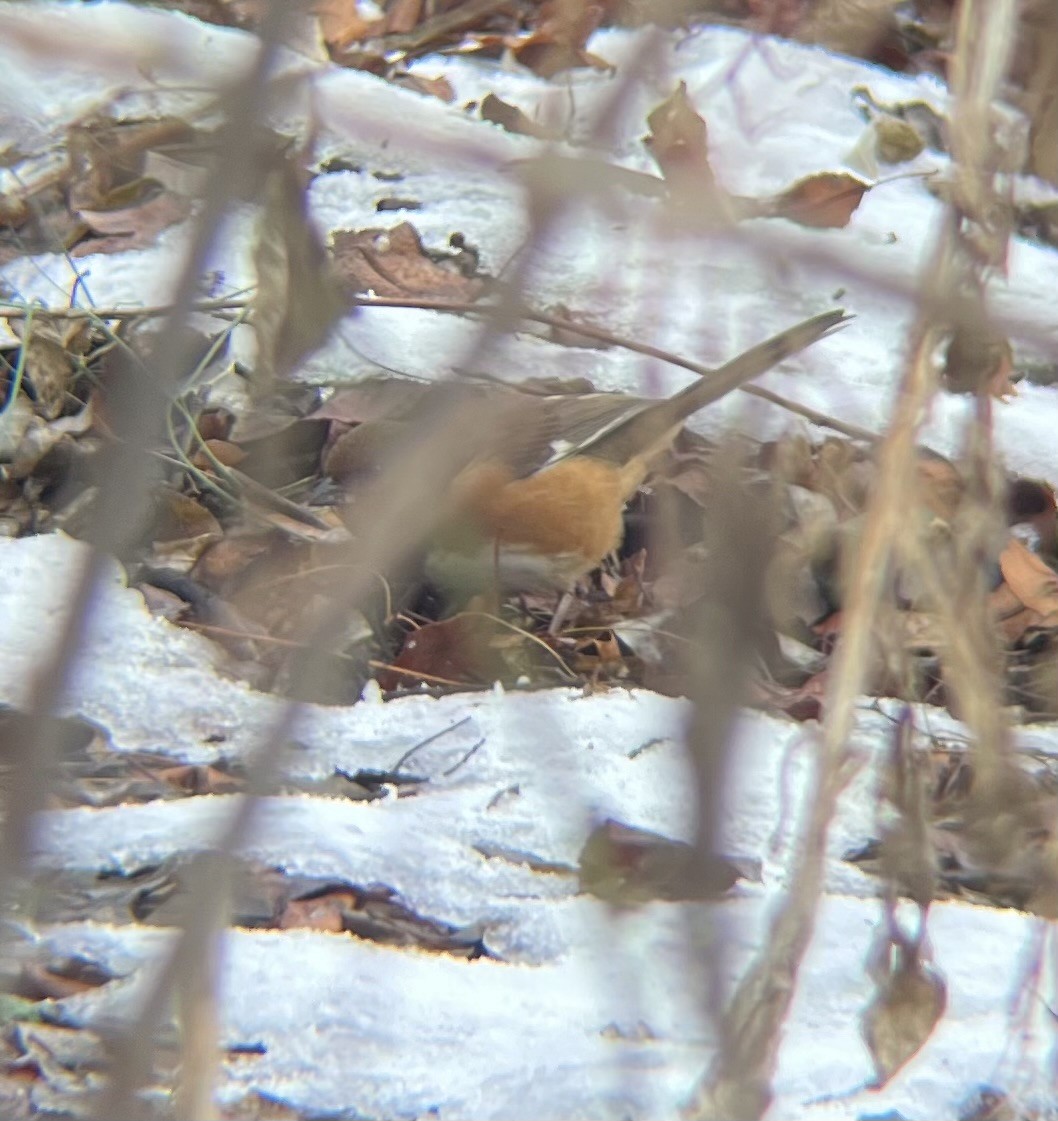 ワキアカトウヒチョウ - ML646743823