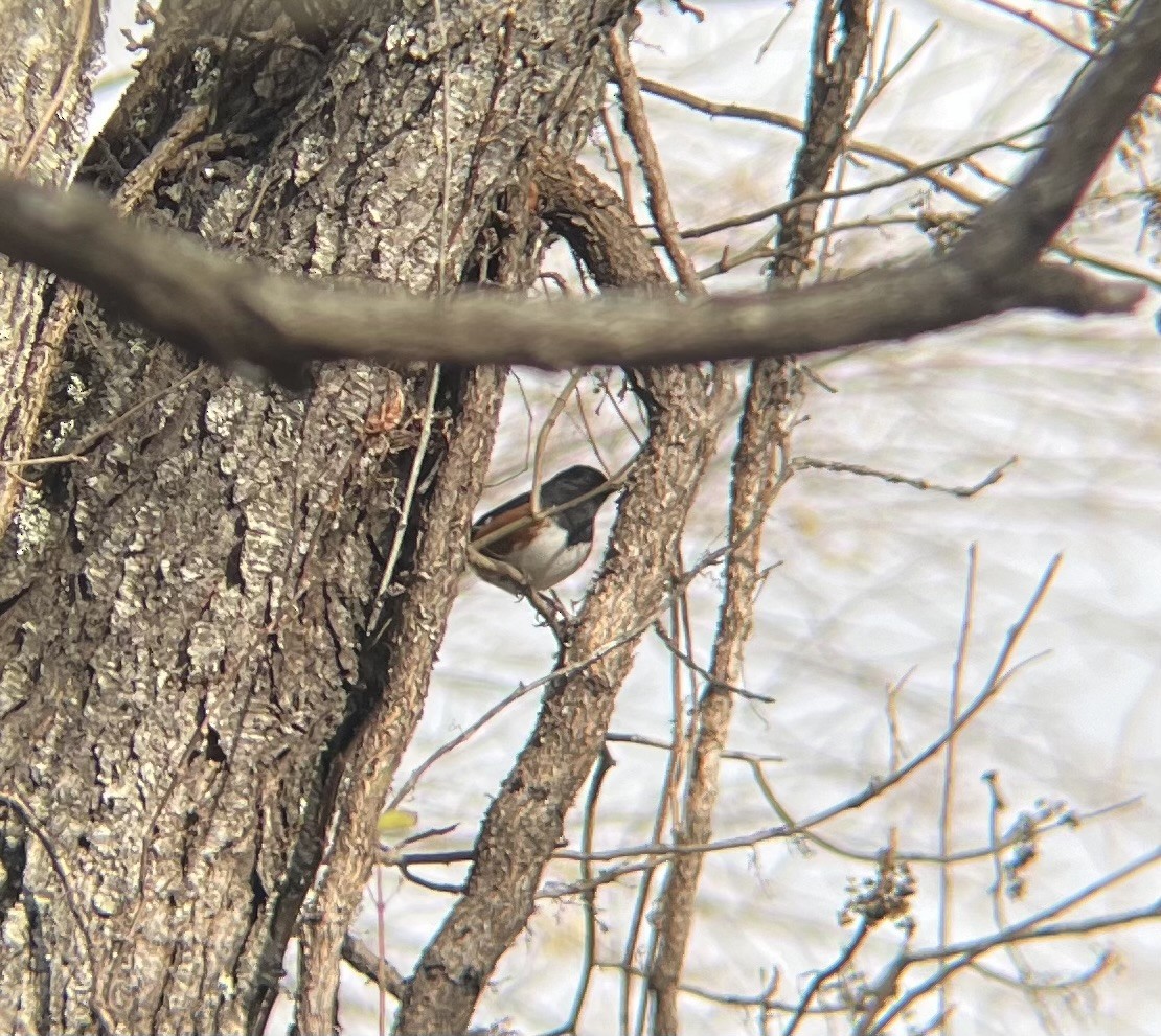 ワキアカトウヒチョウ - ML646743824