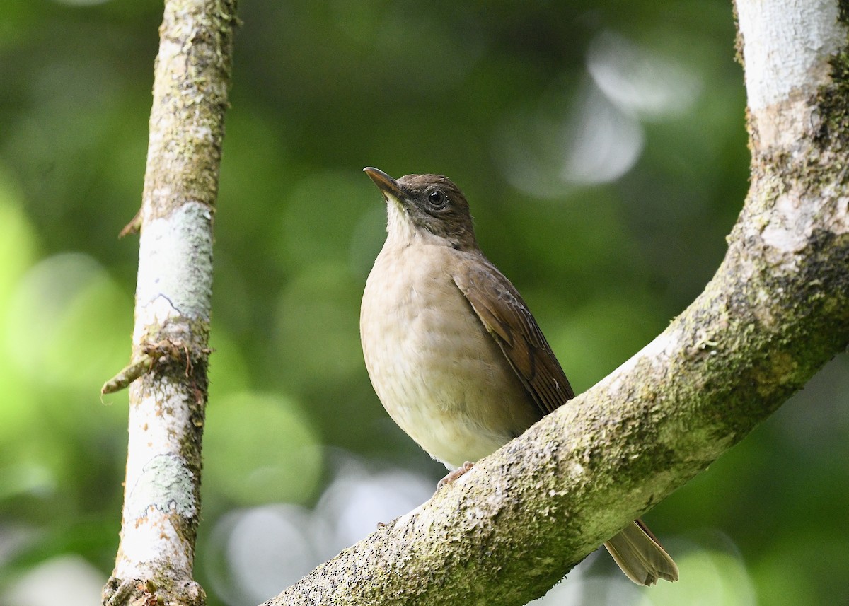 Cocoa Thrush - ML646743828