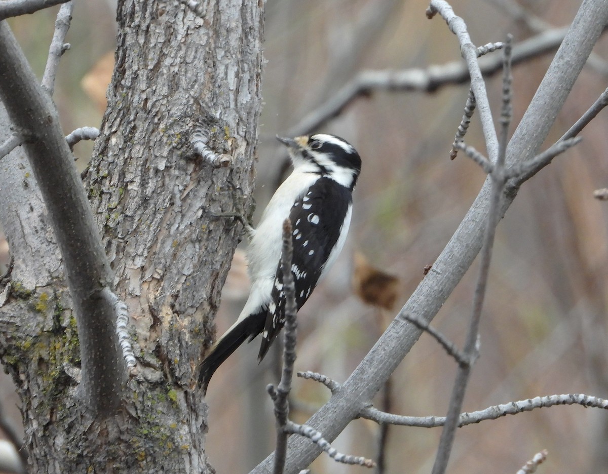 Downy Woodpecker - ML646743829