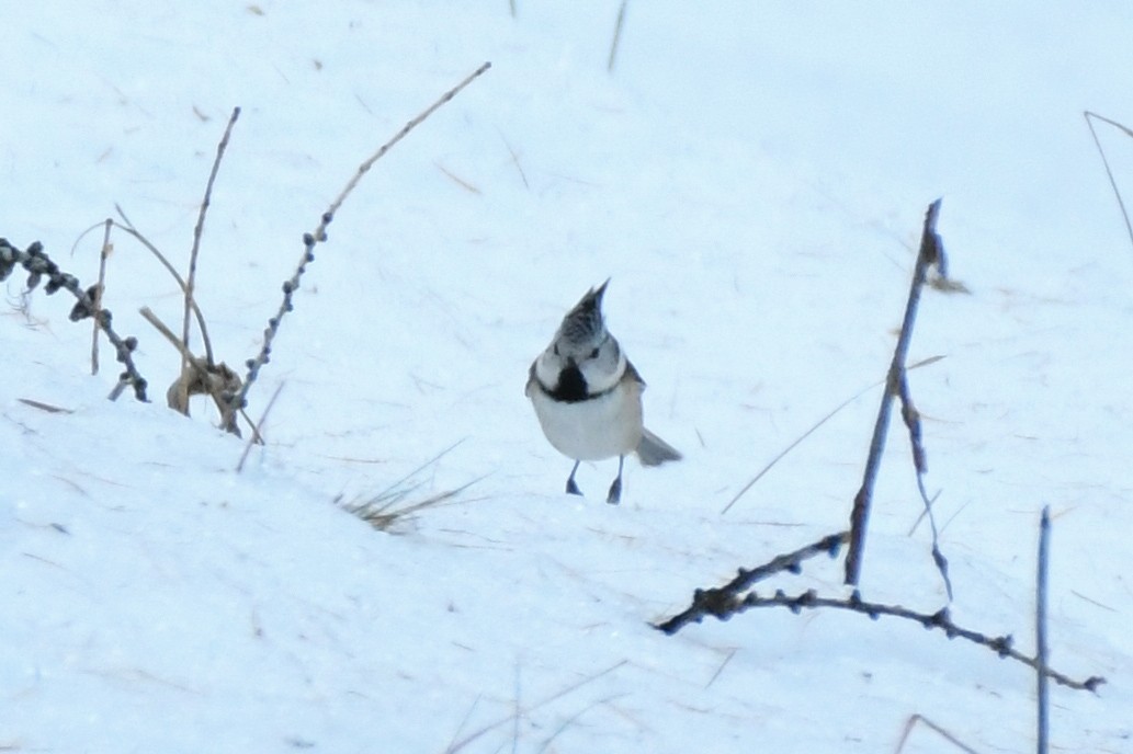Crested Tit - ML646743831