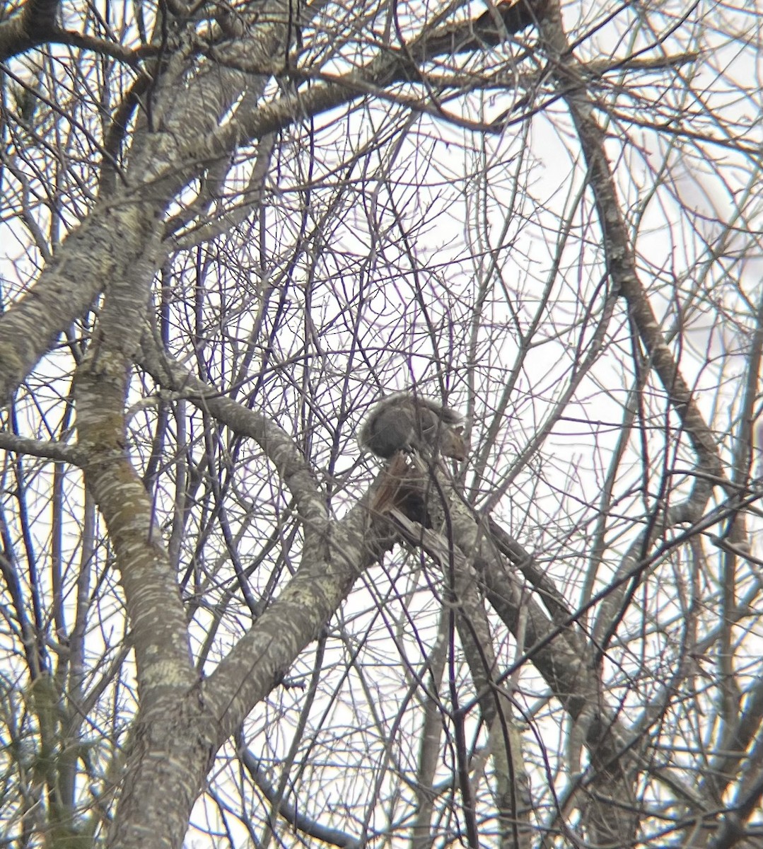 トウブハイイロリス - ML646743833