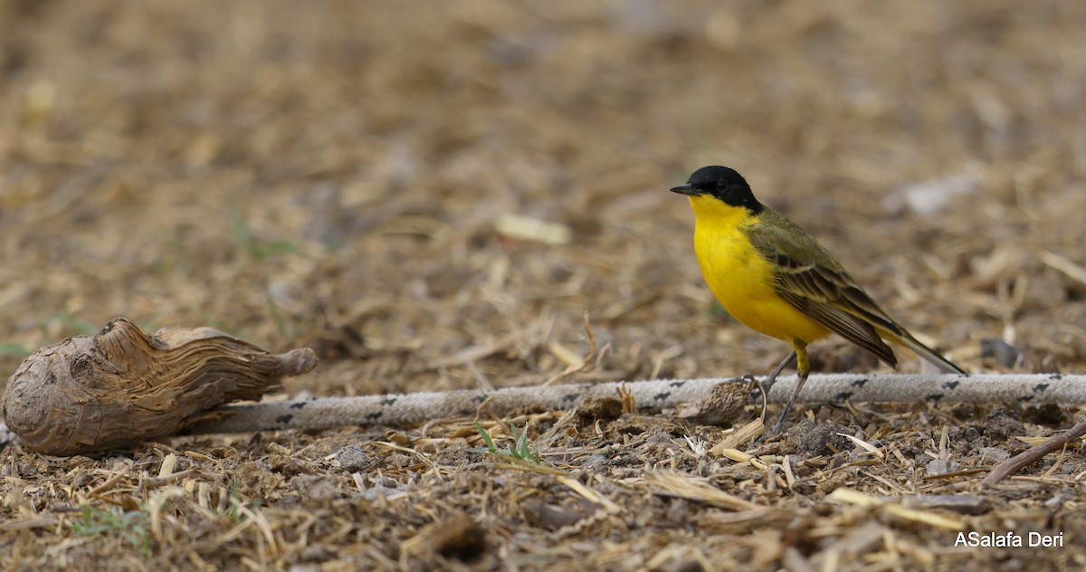 Sarı Kuyruksallayan (feldegg) - ML646743834