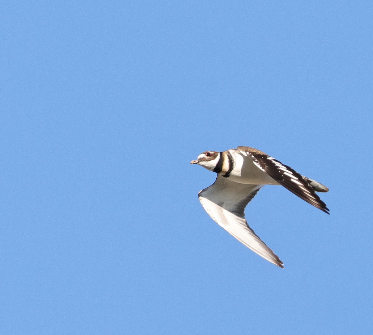 Killdeer - ML646743839