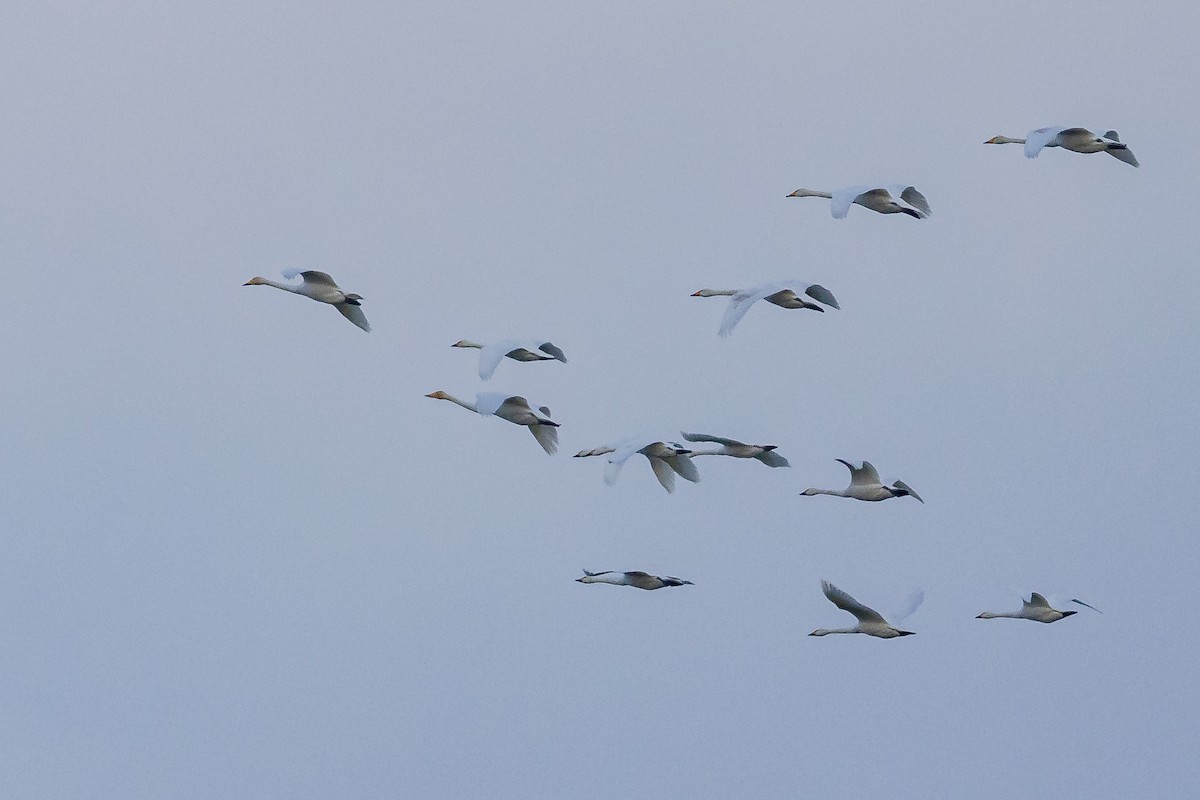 Tundra Swan - ML646743840
