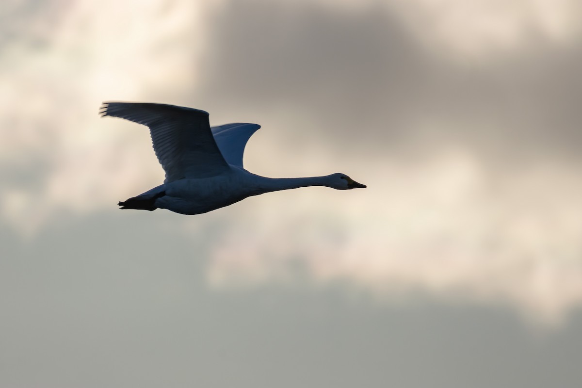 Tundra Swan - ML646743841