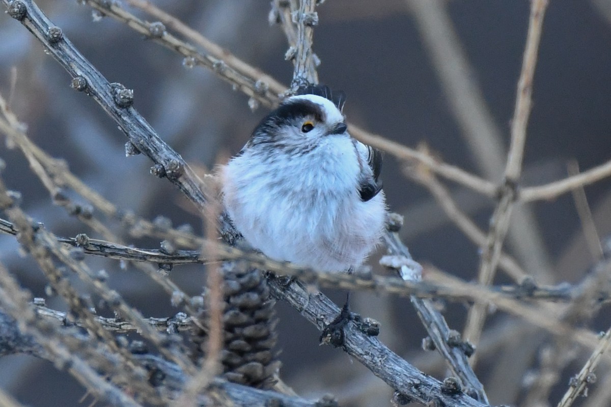 Long-tailed Tit - ML646743842