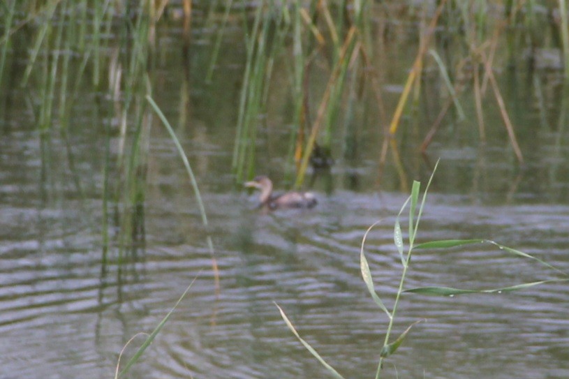 Little Grebe - ML646743844