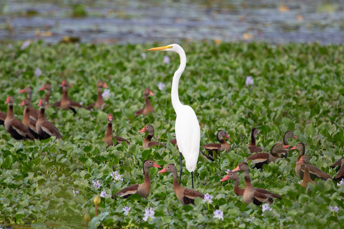 Great Egret - ML646743846